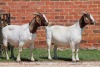 2X BOER GOAT STUD DOE AUCAMP (Pay per Animal) - 2