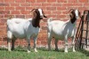 2X BOER GOAT STUD DOE AUCAMP (Pay per Animal) - 3