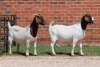 2X BOER GOAT FLOCK DOE AUCAMP (Pay per Animal) - 2