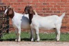 2X BOER GOAT FLOCK DOE AUCAMP (Pay per Animal) - 3