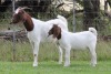 1+1X BOER GOAT FLOCK DOE EDENBURG - 2