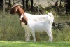 1+1X BOER GOAT FLOCK DOE EDENBURG - 3