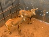 2 x Sable Cows (Pay per Piece to take the lot)