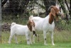 1+1X BOER GOAT STUD DOE EDENBURG - 2