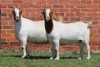 2X BOER GOAT FLOCK DOE AUCAMP (Pay per Animal) - 2