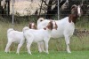 1+2X BOER GOAT FLOCK DOE EDENBURG - 2