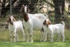 1+2X BOER GOAT FLOCK DOE EDENBURG - 3