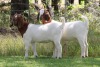 2X BOER GOAT PS DOE EDENBURG (Pay per Animal) - 2