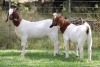 2X BOER GOAT PS DOE EDENBURG (Pay per Animal) - 3