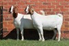 2X BOER GOAT FLOCK DOE AUCAMP (Pay per Animal) - 2