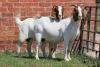 2X BOER GOAT FLOCK DOE AUCAMP (Pay per Animal) - 3