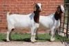 2X BOER GOAT FLOCK DOE AUCAMP (Pay per Animal) - 2