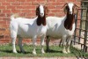 2X BOER GOAT FLOCK DOE AUCAMP (Pay per Animal) - 3