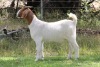 1X BOER GOAT PS DOE EDENBURG - 2