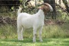 1X BOER GOAT PS DOE EDENBURG - 3