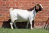 1X BOER GOAT FLOCK DOE AUCAMP - 2