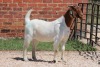 1X BOER GOAT COM DOE AUCAMP - 2