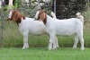 2X BOER GOAT FLOCK DOE EDENBURG (Pay per Animal) - 2