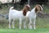 2X BOER GOAT FLOCK DOE EDENBURG (Pay per Animal) - 3