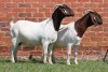 2X BOER GOAT COM DOE AUCAMP (Pay per Animal) - 2