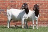 2X BOER GOAT COM DOE AUCAMP (Pay per Animal) - 3