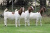 3X BOER GOAT FLOCK DOE EDENBURG (Pay per Animal) - 2