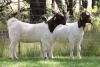 2X BOER GOAT PS DOE EDENBURG (Pay per Animal) - 2