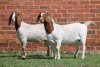 2X BOER GOAT FLOCK DOE AUCAMP (Pay per Animal) - 2