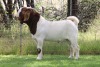 1X BOER GOAT FLOCK BUCK EDENBURG - 2