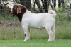 1X BOER GOAT FLOCK BUCK EDENBURG - 3