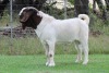 1X BOER GOAT PS BUCK EDENBURG - 2