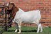 WITHDRAWN - 1X BOER GOAT FLOCK BUCK AUCAMP - 2