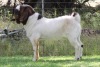 1X BOER GOAT PS BUCK EDENBURG - 2