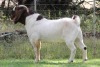 1X BOER GOAT PS BUCK EDENBURG - 3