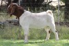 1X BOER GOAT FLOCK BUCK EDENBURG - 2