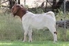 1X BOER GOAT FLOCK BUCK EDENBURG - 3