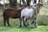 3X MEATMASTER EWE EDENBURG (Pay per Animal) - 2