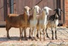 3X MEATMASTER EWE AUCAMP (Pay per Animal) - 3