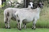 2+3X MEATMASTER EWE EDENBURG (Pay per Animal) - 2