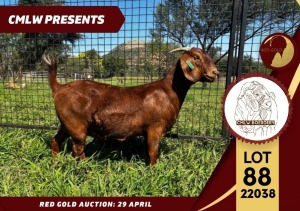 1X FLOCK KALAHARI RED DOE CMLW BOERDERY