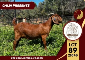 1X FLOCK KALAHARI RED DOE CMLW BOERDERY