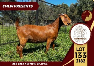 1X FLOCK KALAHARI RED DOE CMLW BOERDERY