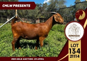 1X FLOCK KALAHARI RED DOE CMLW BOERDERY