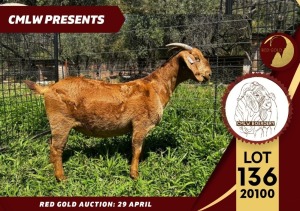 1X FLOCK KALAHARI RED DOE CMLW BOERDERY