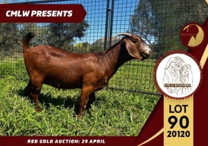 1X FLOCK KALAHARI RED DOE CMLW BOERDERY