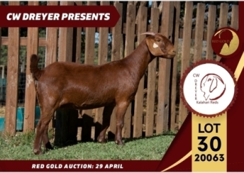 1X FLOCK KALAHARI RED DOE CW DREYER KALAHARI REDS