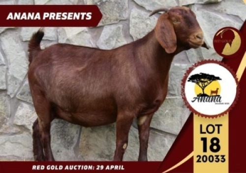 1X FLOCK KALAHARI RED DOE ANANA KALAHARI REDS