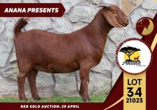 1X FLOCK KALAHARI RED DOE ANANA KALAHARI REDS