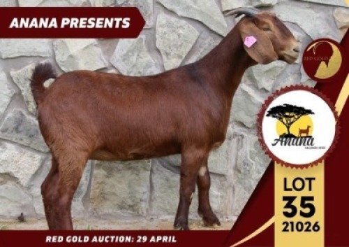 1X FLOCK KALAHARI RED DOE ANANA KALAHARI REDS