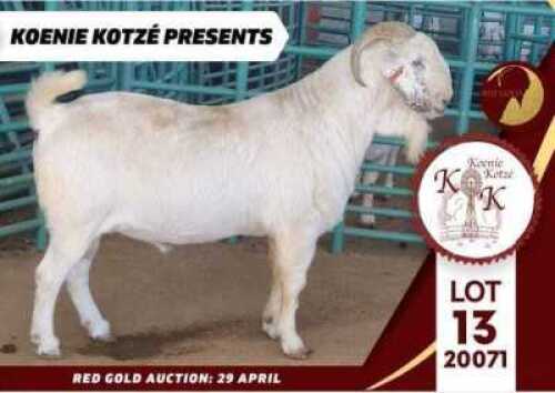 WITHDRAWN - 1X SAVANNA BUCK KOENIE KOTZE SAVANNAS